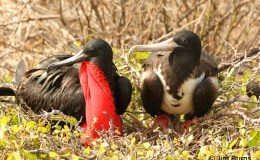 “F” is for Flamingos and Frigatebirds: “F” Birds, Part&nbsp;1