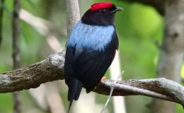 Three Male Manakins Displaying – From Live Cam of&nbsp;Cornell