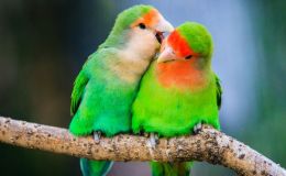 Lee’s Five Word Friday –&nbsp;3/3/17