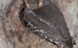 Tiniest Owl in the World – Elf&nbsp;Owl