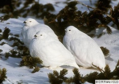 White Birds in Snow ©AllAboutBirds - DR Franz