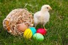 Baby Chicken with colorful easter eggs&nbsp;©Colorbox