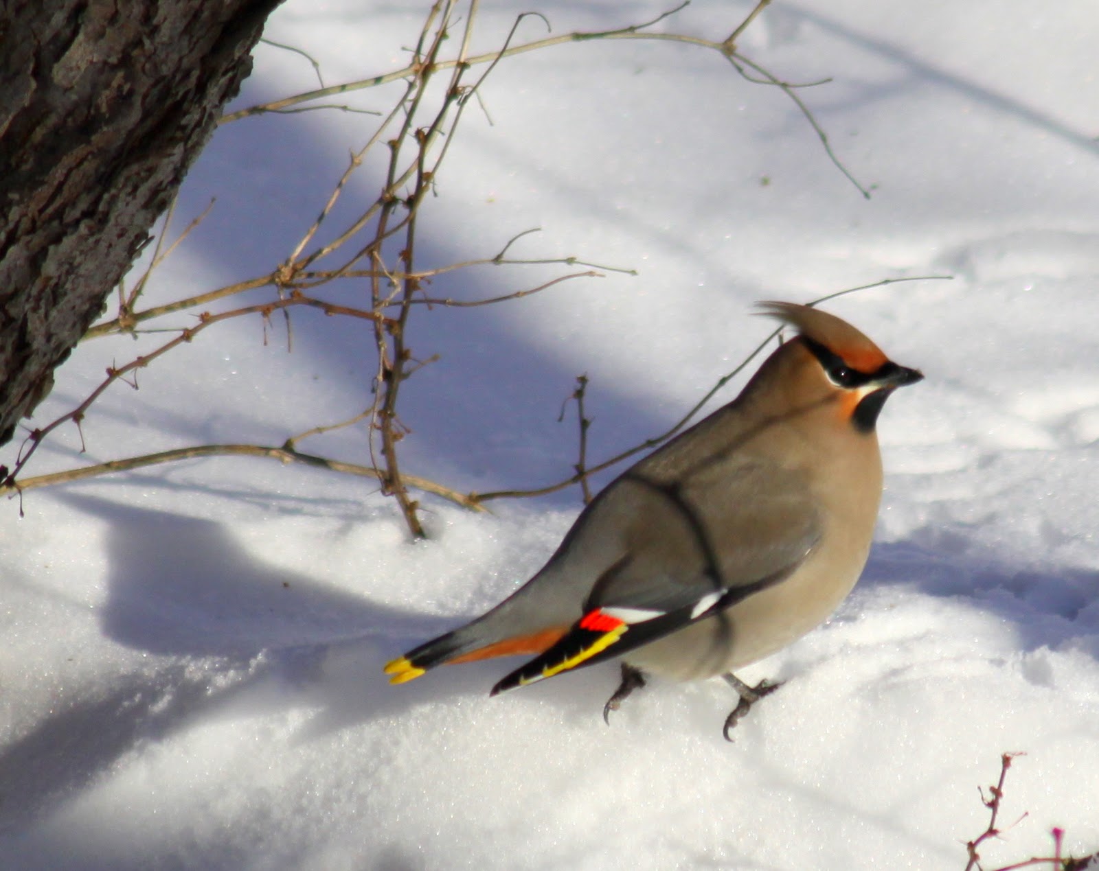 Cedar-Waxwing-in-snow.AnonymousRetiree-PublicDomain