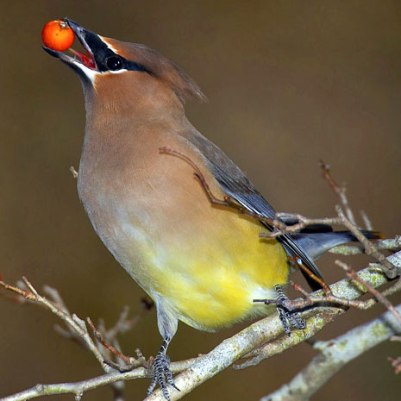 Cedar-Waxwing-with-berry.Smithsonian