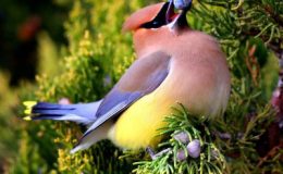 Cedar Waxwings:  Winter Texans Snack on Bugs and&nbsp;Berries