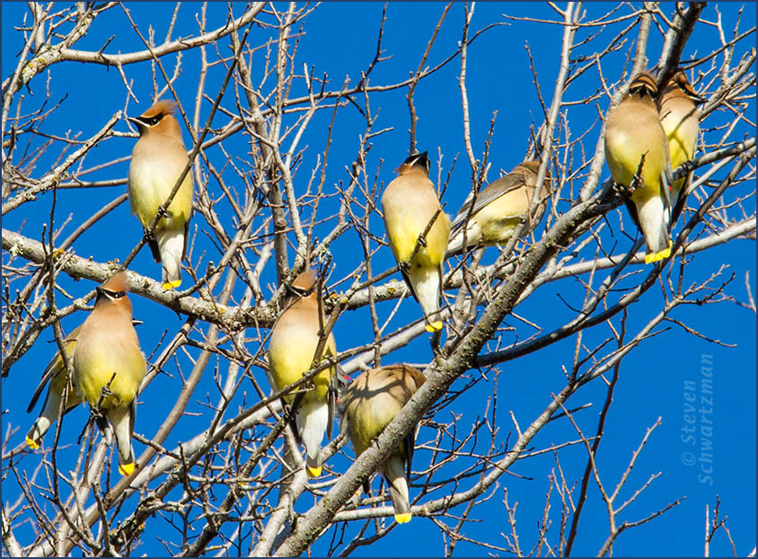 Cedar-Waxwings.WinterTexas-perching-Schwartzman