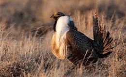 Home, Home on the Sage:  Nothing to Grouse&nbsp;about!