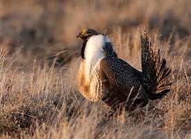 GreaterSageGrouse.Cornell-StephenParsons