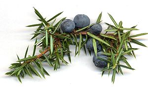 juniper-berries-with-needleleaves.Wikipedia