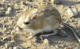 Why Kangaroo Rats Don’t Get Dehydrated in the&nbsp;Desert