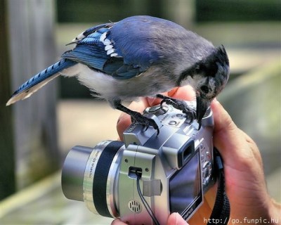Blue Jay on Camera ©Funpic