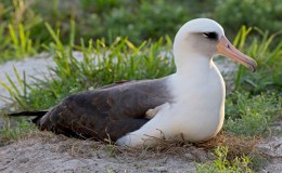 Sunday Inspiration – Austral Storm Petrels and&nbsp;Albatrosses