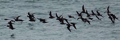 Black Storm Petrel (Oceanodroma melania) ©WikiC