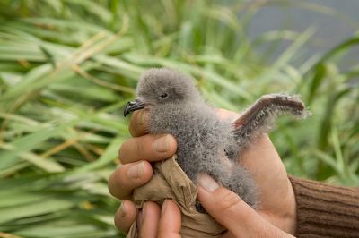 Fork-tailed Storm Petrel (Oceanodroma furcata) Chick ©WikiC