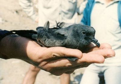 Markham's Storm Petrel (Oceanodroma markhami) ©WikiC