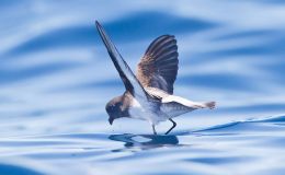 Lee’s Six Word Saturday –&nbsp;4/8/17