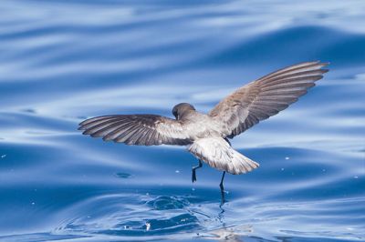 Grey-backed Storm Petrel (Garrodia nereis) ©WikiC