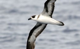 Sunday Inspiration – Procellariidae  –  (Pterodroma – Gadfly)&nbsp;Petrels