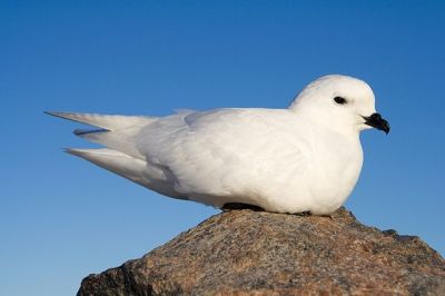 Snow Petrel (Pagodroma nivea) ©WikiC