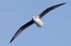 White-headed Petrel (Pterodroma lessonii)&nbsp;©WikiC
