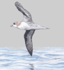 Zino’s Petrel (Pterodroma madeira)&nbsp;©WikiC