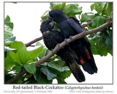 Red-tailed Black Cockatoo (Calyptorhynchus banksii) by Ian
