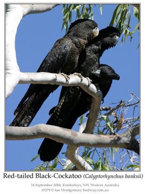 Red-tailed Black Cockatoo (Calyptorhynchus banksii) by Ian
