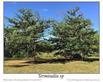 Terminalia sp