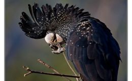 Ian’s Bird of the Week/Moment – Red-tailed&nbsp;Black-Cockatoo
