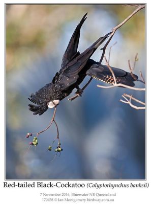Red-tailed Black Cockatoo (Calyptorhynchus banksii) by Ian