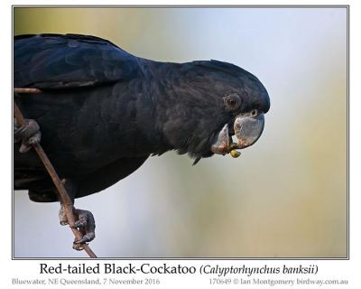 Red-tailed Black Cockatoo (Calyptorhynchus banksii) by Ian