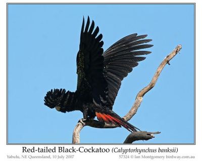 Red-tailed Black Cockatoo (Calyptorhynchus banksii) by Ian
