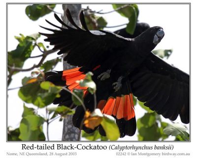 Red-tailed Black Cockatoo (Calyptorhynchus banksii) by Ian