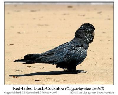 Red-tailed Black Cockatoo (Calyptorhynchus banksii) by Ian