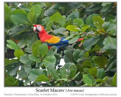 Scarlet Macaw (Ara macao) by Ian