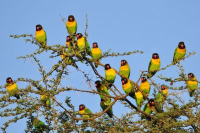 Black-cheeked Lovebird (Agapornis nigrigenis) ©ImagesFromAfrica