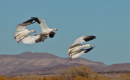 Lee’s Six Word Saturday –&nbsp;4/22/17