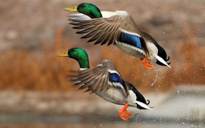 Two Mallards Taking Off ©WallpaperSafari