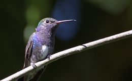 Lee’s Two Word Tuesday –&nbsp;6/13/17