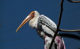 Lee’s Six Word Saturday –&nbsp;6/10/17