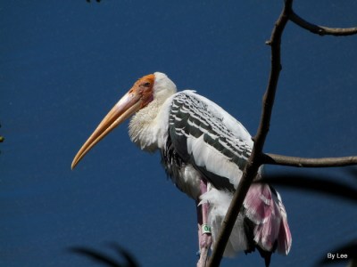 Painted Stork (Mycteria leucocephala) by Lee at Zoo Miami 2014