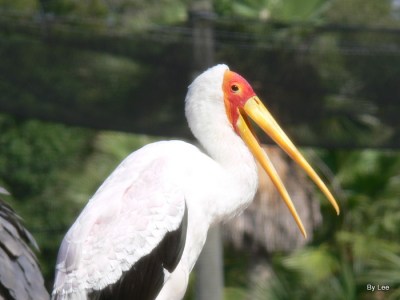 Yellow-billed Stork (Mycteria ibis) by Lee at Lowry Park Zoo