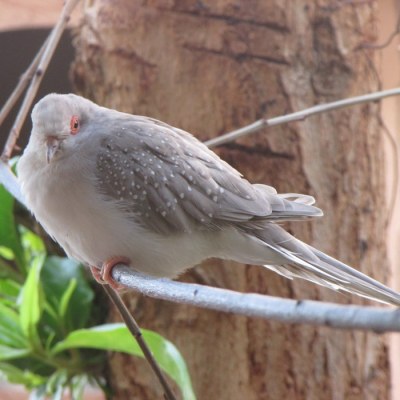 Silver Diamond Dove Female ©MediaCache