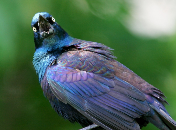 CommonGrackle.BillHubick-photo