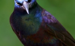 Common Icterid, with Uncommon&nbsp;Beauty