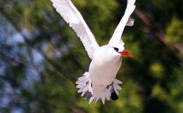 Lee’s Five Word Friday –&nbsp;6/2/17