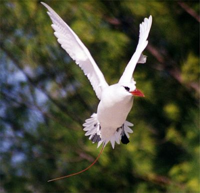 Red-tailed Tropicbird (Phaethon rubricauda) ©WikiC