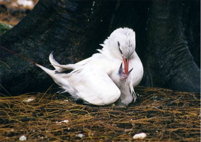 Red-tailed Tropicbird (Phaethon rubricauda) feeding a chick ©WikiC