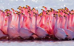 Tickle Me Tuesday’s –&nbsp;Flamingos