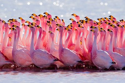 James's Flamingo (<em>Phoenicoparrus jamesi</em>) Mating Ritual ©WikiC